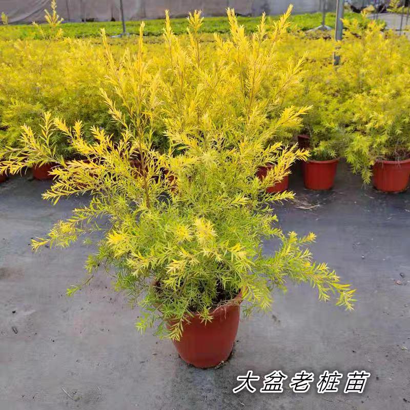 黄金香柳植物花苗室外庭院阳台植物千层金盆栽四季常青