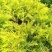黄金香柳植物花苗室外庭院阳台植物千层金盆栽四季常青