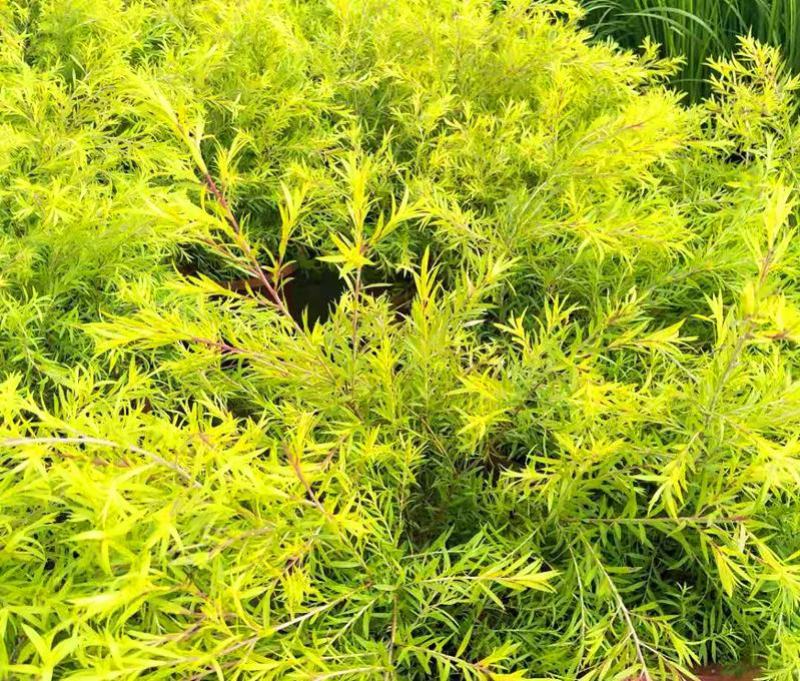 黄金香柳植物花苗室外庭院阳台植物千层金盆栽四季常青