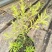 黄金香柳植物花苗室外庭院阳台植物千层金盆栽四季常青