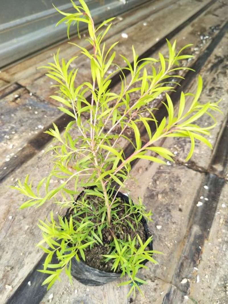 黄金香柳植物花苗室外庭院阳台植物千层金盆栽四季常青