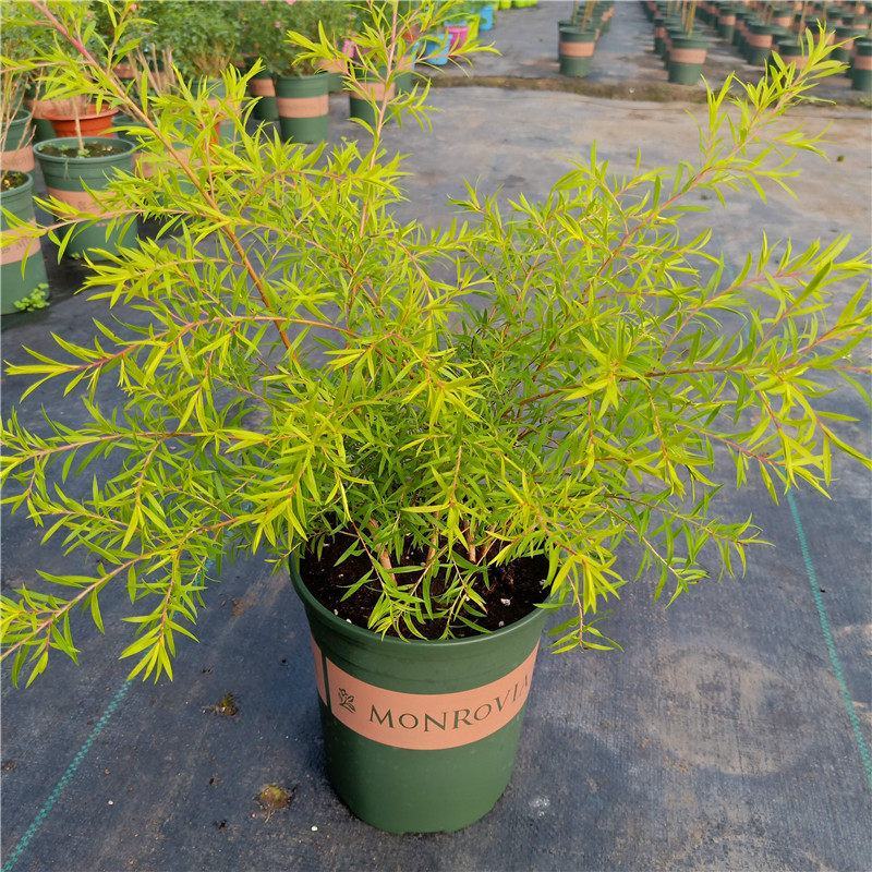黄金香柳植物花苗室外庭院阳台植物千层金盆栽四季常青
