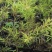 黄金香柳植物花苗室外庭院阳台植物千层金盆栽四季常青
