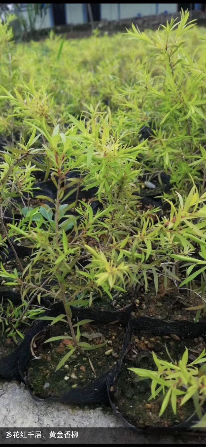 黄金香柳植物花苗室外庭院阳台植物千层金盆栽四季常青