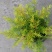 黄金香柳植物花苗室外庭院阳台植物千层金盆栽四季常青