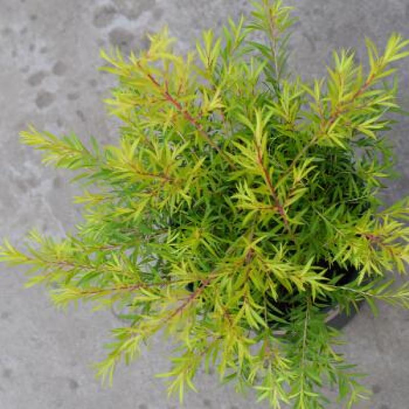 黄金香柳植物花苗室外庭院阳台植物千层金盆栽四季常青