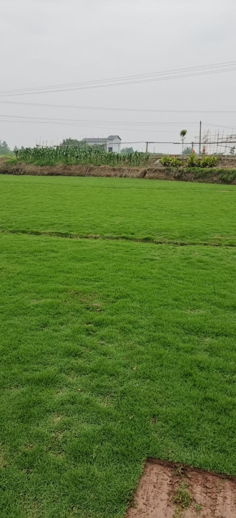 真草草坪，细叶结缕草马尼垃草坪，基地培育，颜色亮全国发货