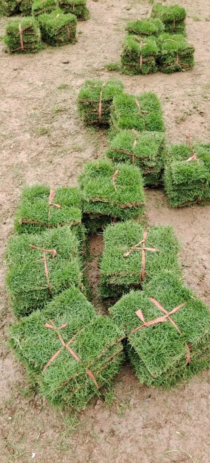 真草草坪，细叶结缕草马尼垃草坪，基地培育，颜色亮全国发货
