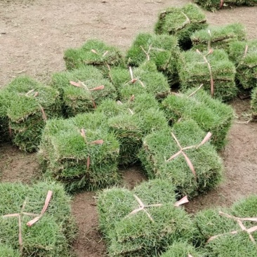 真草草坪，细叶结缕草马尼垃草坪，基地培育，颜色亮全国发货