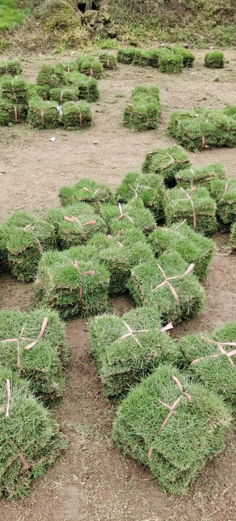 真草草坪，细叶结缕草马尼垃草坪，基地培育，颜色亮全国发货