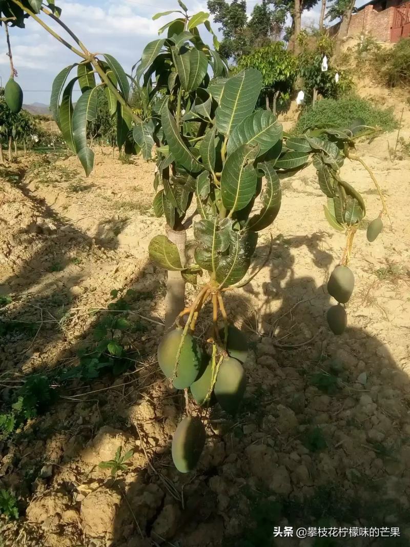 攀枝花自家果园新鲜凯特芒果现摘现发