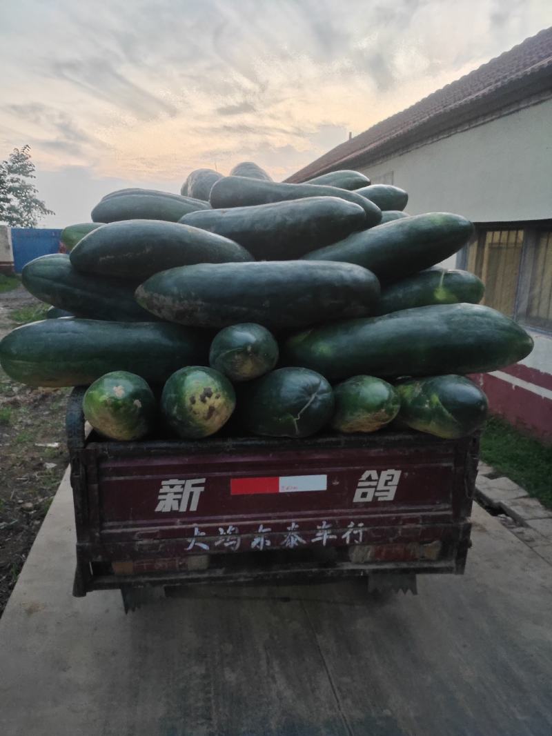 黑皮冬瓜产地代销图片真实质量保证代发全国
