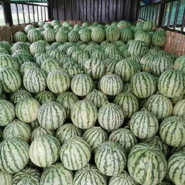 美都西瓜大量上市，8斤起步、九成熟，欢迎新老客户咨询