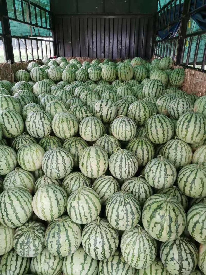 美都西瓜大量上市，8斤起步、九成熟，欢迎新老客户咨询