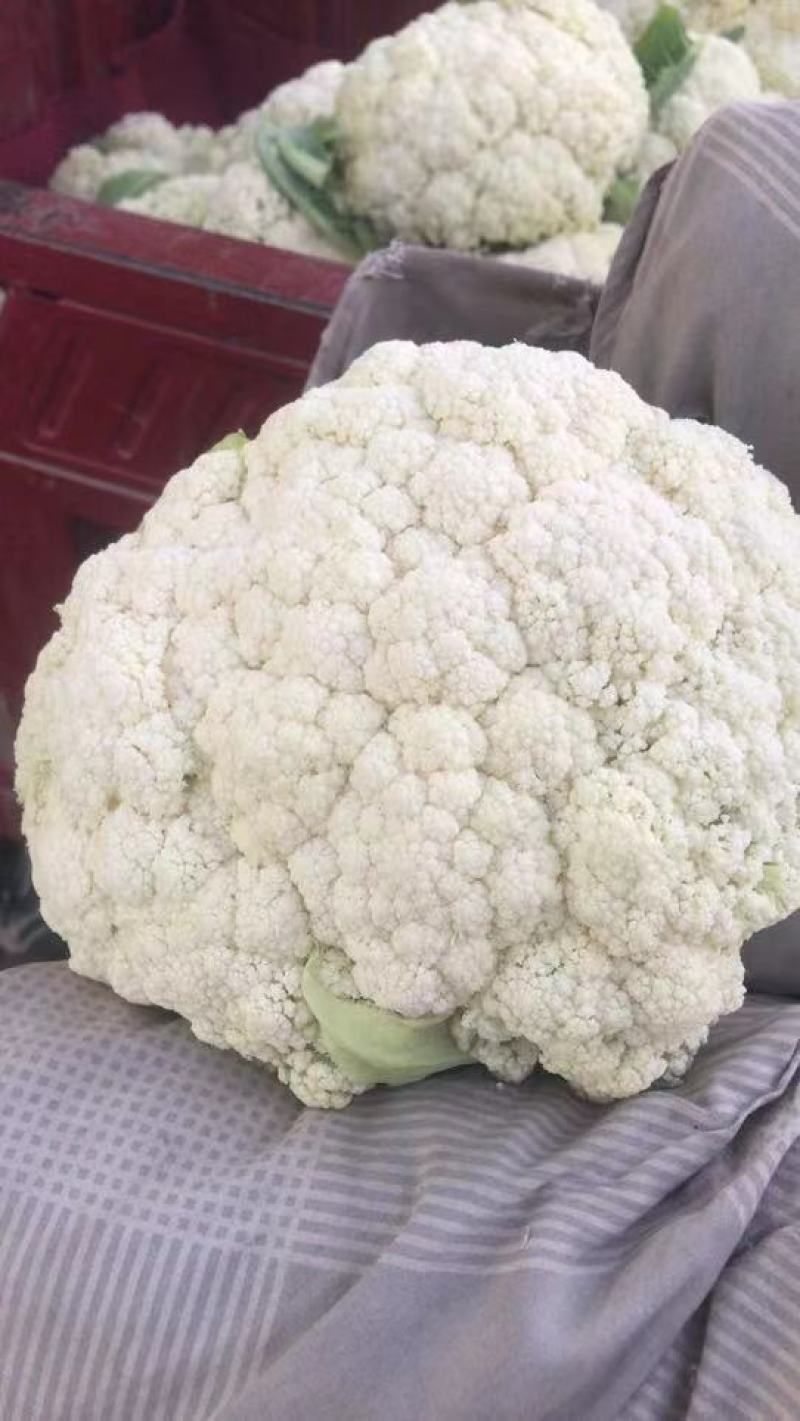 甘肃定西精品松花大面积上市中有需要的顾客联系，白菜价了