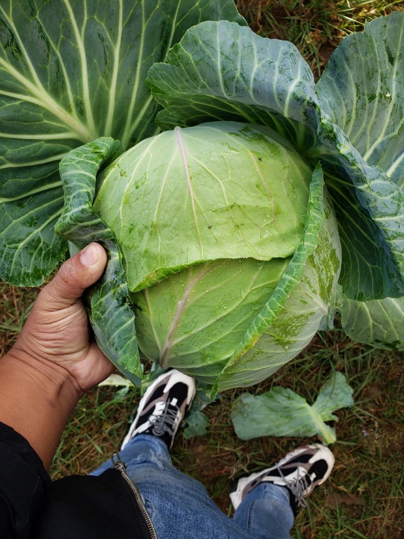 奥奇娜扁包菜适合南方各地市场，加工厂，养殖场