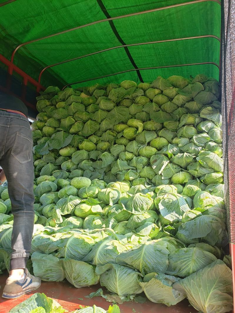 奥奇娜扁包菜适合南方各地市场，加工厂，养殖场