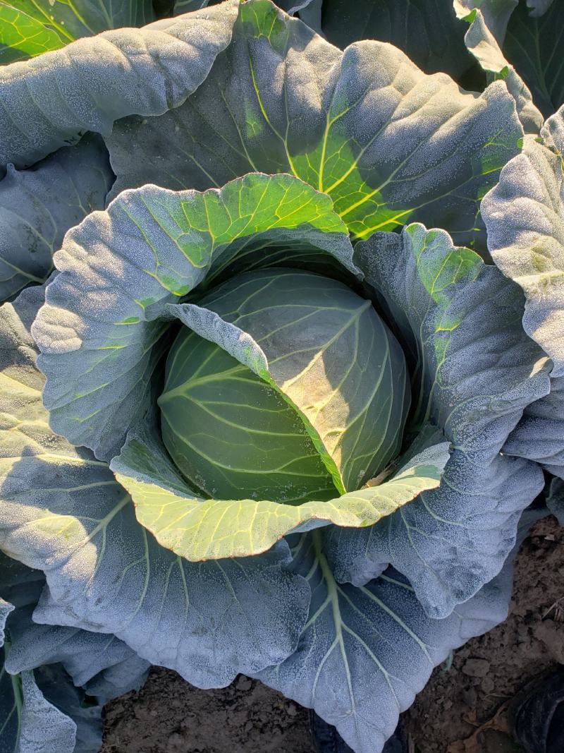 奥奇娜扁包菜适合南方各地市场，加工厂，养殖场