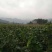 冬瓜，吊冬瓜，青吊冬瓜，伸展笔直，个大肉厚