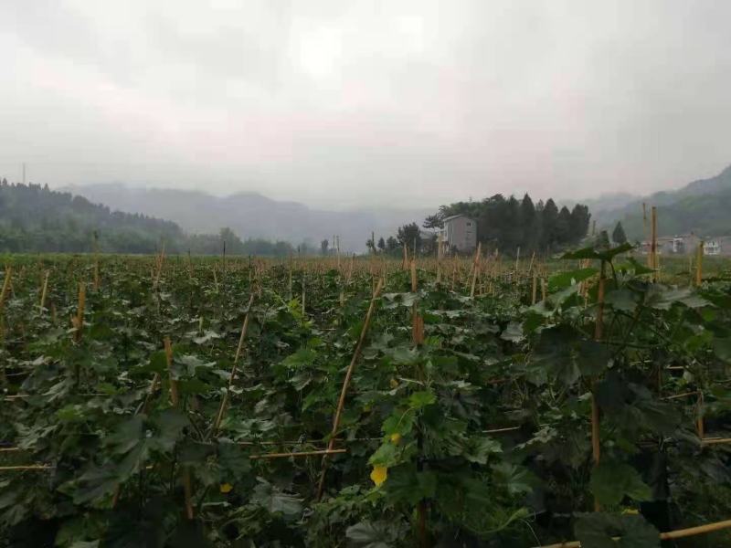 冬瓜，吊冬瓜，青吊冬瓜，伸展笔直，个大肉厚