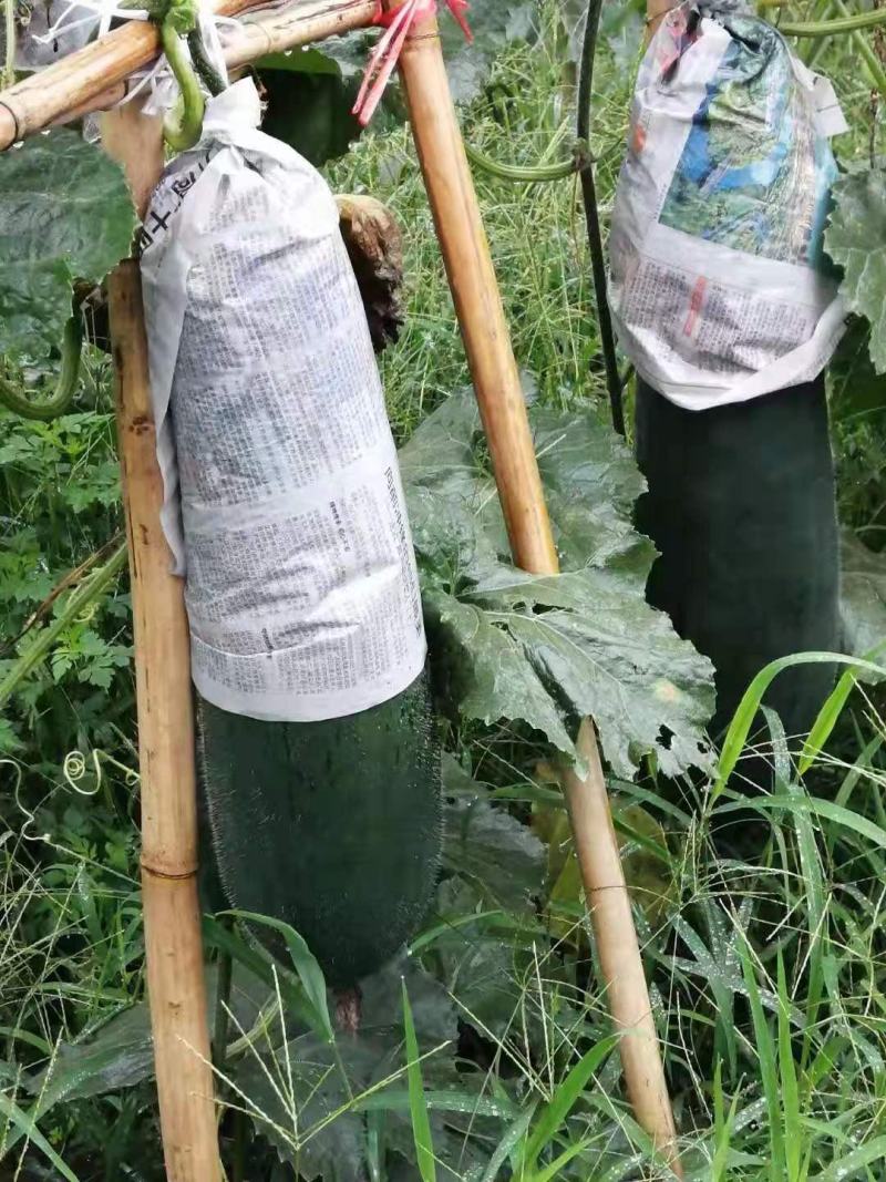 冬瓜，吊冬瓜，青吊冬瓜，伸展笔直，个大肉厚