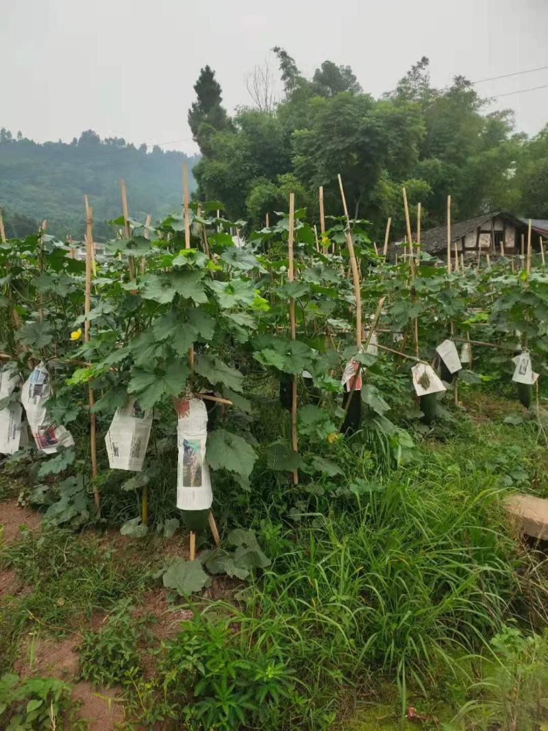 冬瓜，吊冬瓜，青吊冬瓜，伸展笔直，个大肉厚