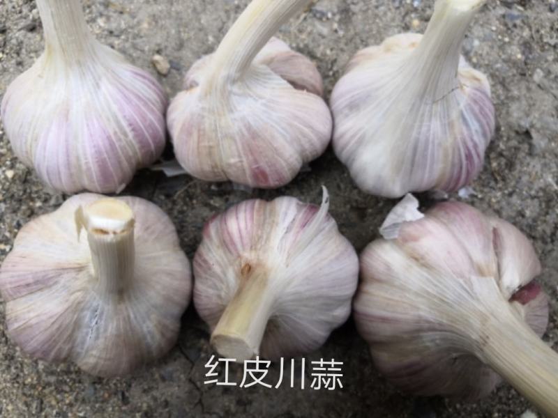 红皮川蒜