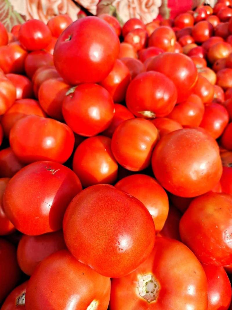 山西忻州大红硬果西红柿大量上市需要的老板联系我