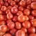 山西忻州大红硬果西红柿大量上市需要的老板联系我
