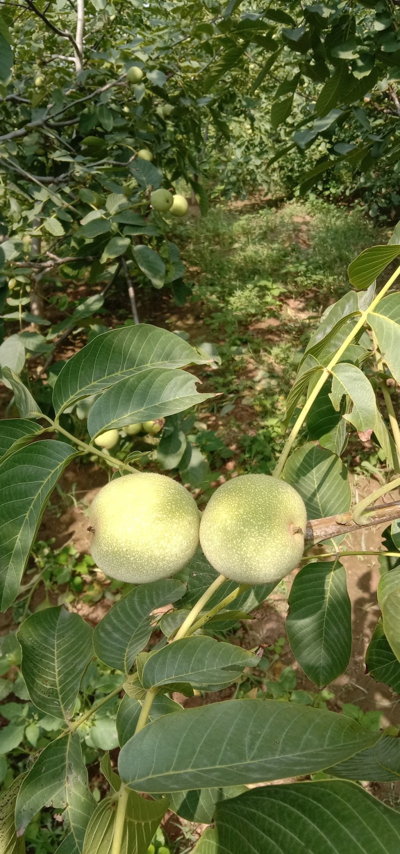 核桃