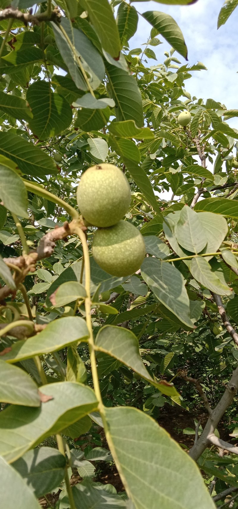 核桃