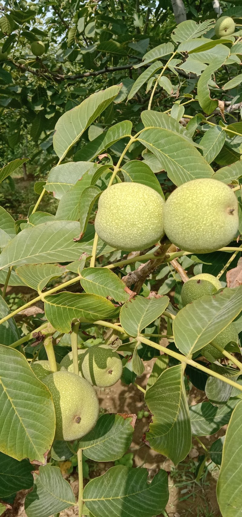 核桃
