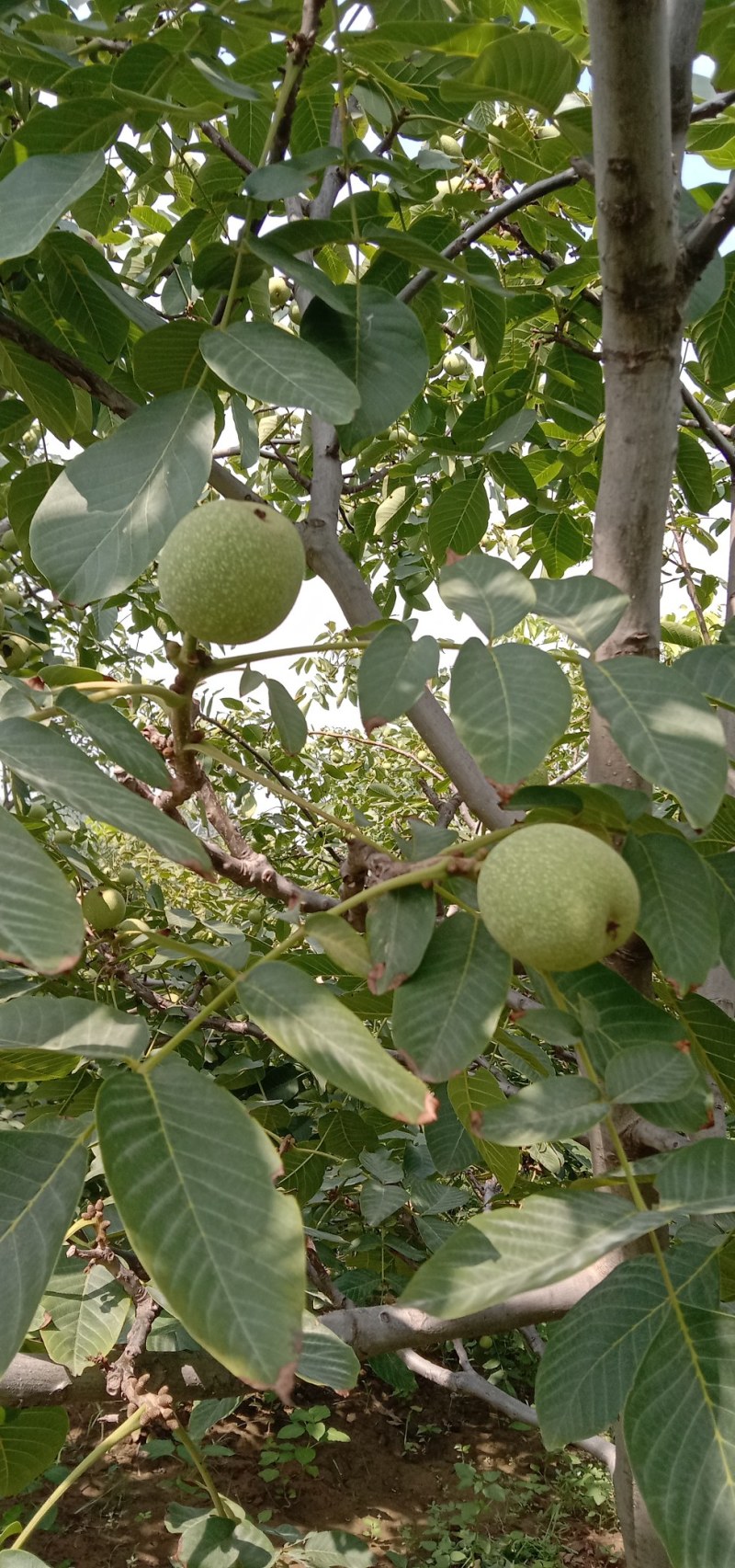 核桃