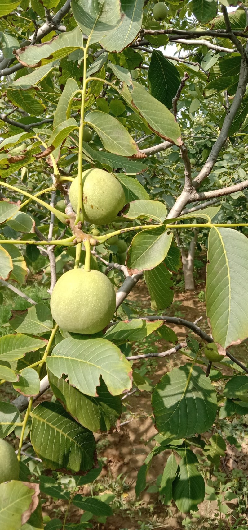 核桃