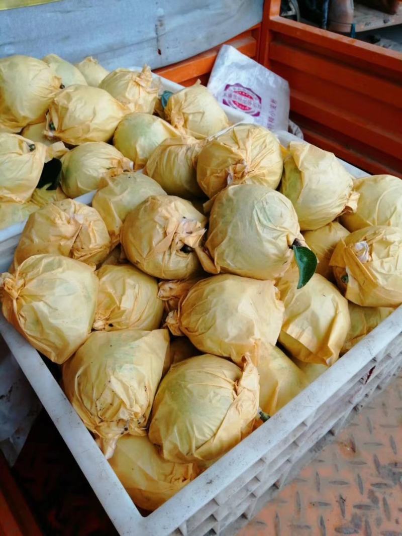 【热卖中】砀山翠玉梨、肉质细腻、个头均匀、量大从优、现摘现发
