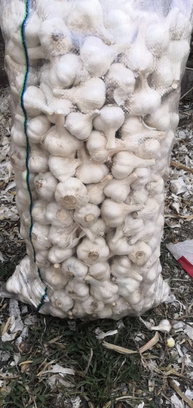 白皮蒜，四六瓣大蒜，苍山大蒜