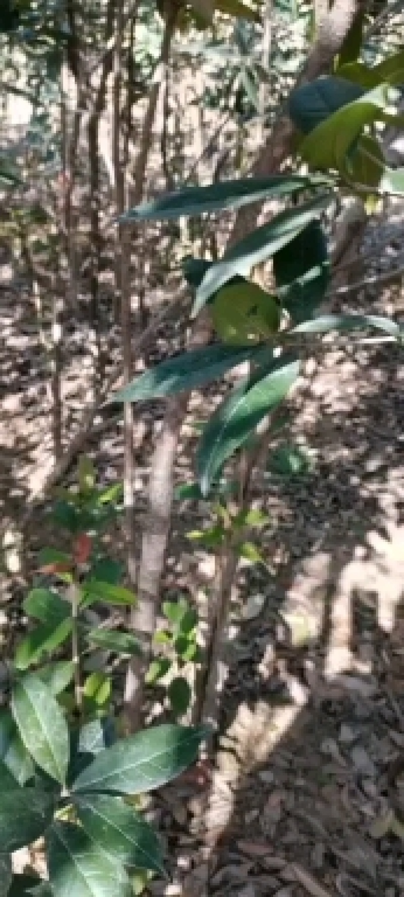 低价出售桂花树苗有需要的联系我价格优惠