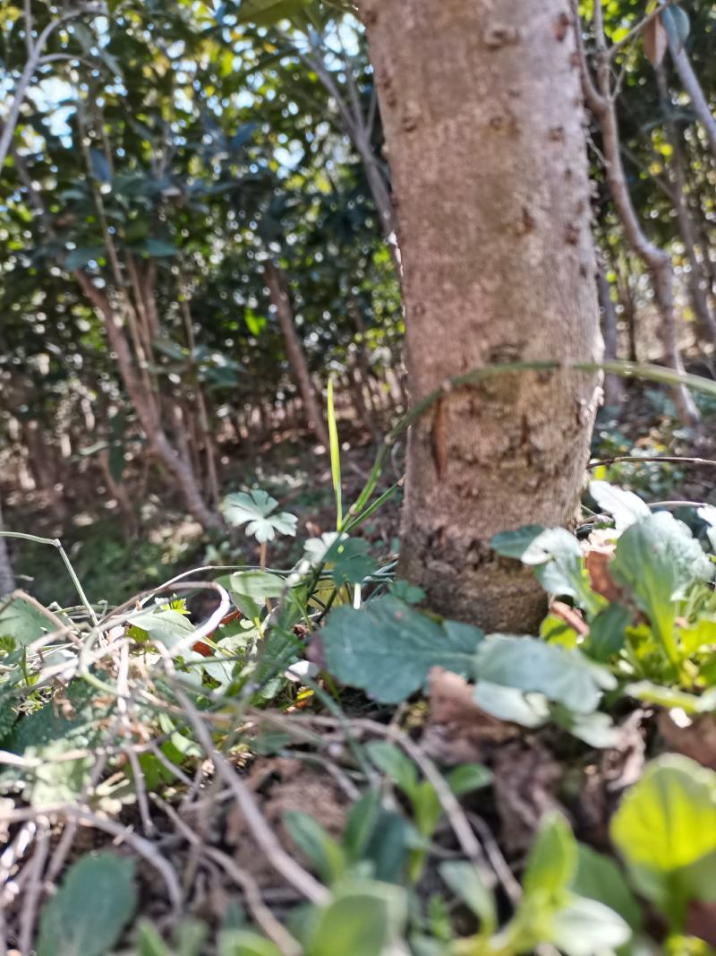 低价出售桂花树苗有需要的联系我价格优惠
