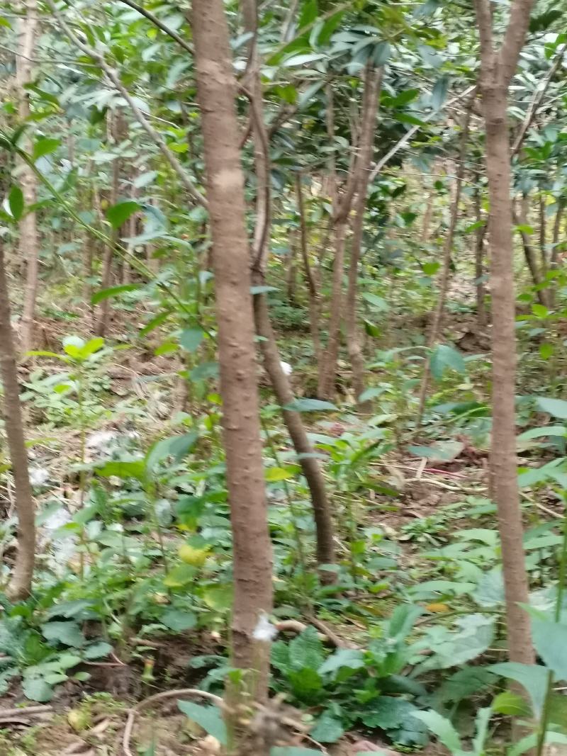 低价出售桂花树苗有需要的联系我价格优惠