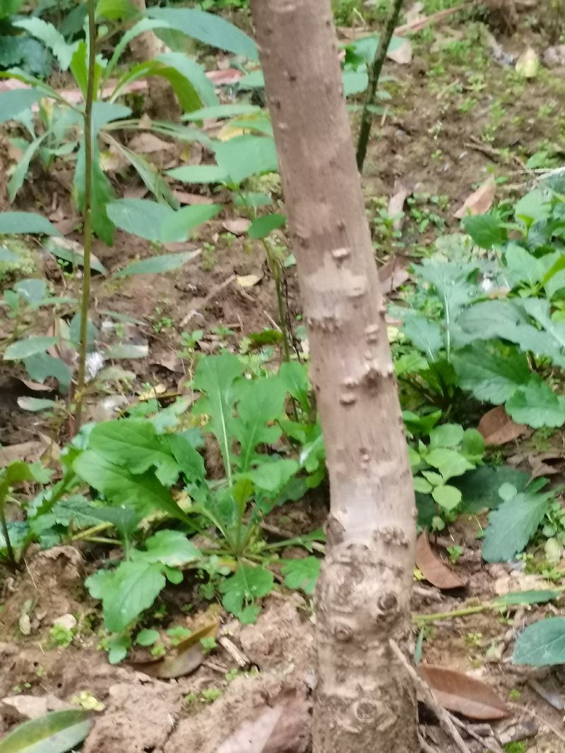 低价出售桂花树苗有需要的联系我价格优惠