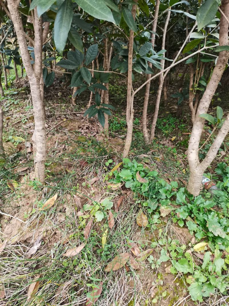 低价出售桂花树苗有需要的联系我价格优惠
