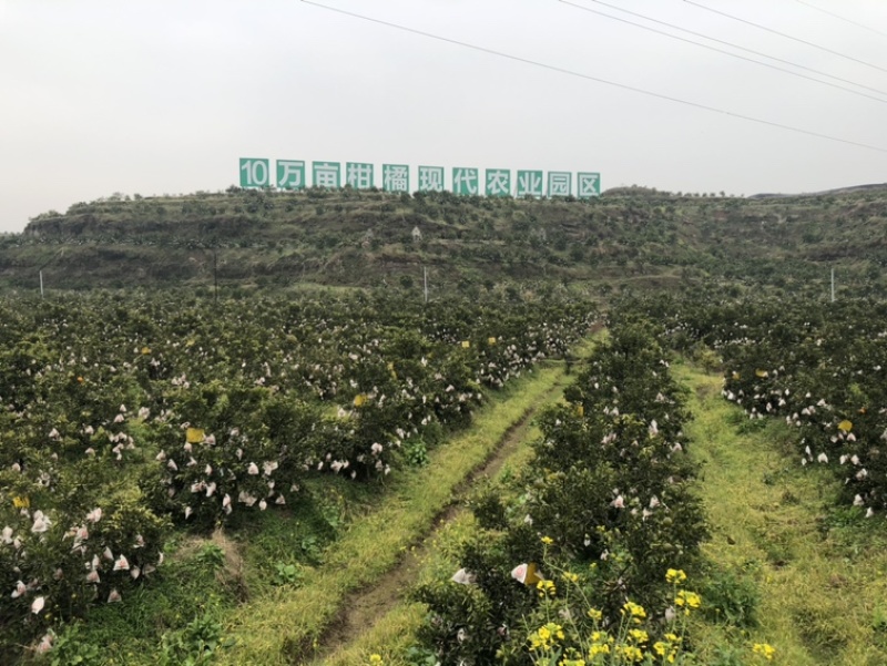 四川南充耙耙柑，丑柑成熟园转让