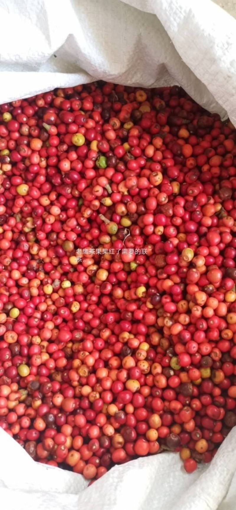 老鹰茶种子。茶籽。需要联系。。。。。。。。