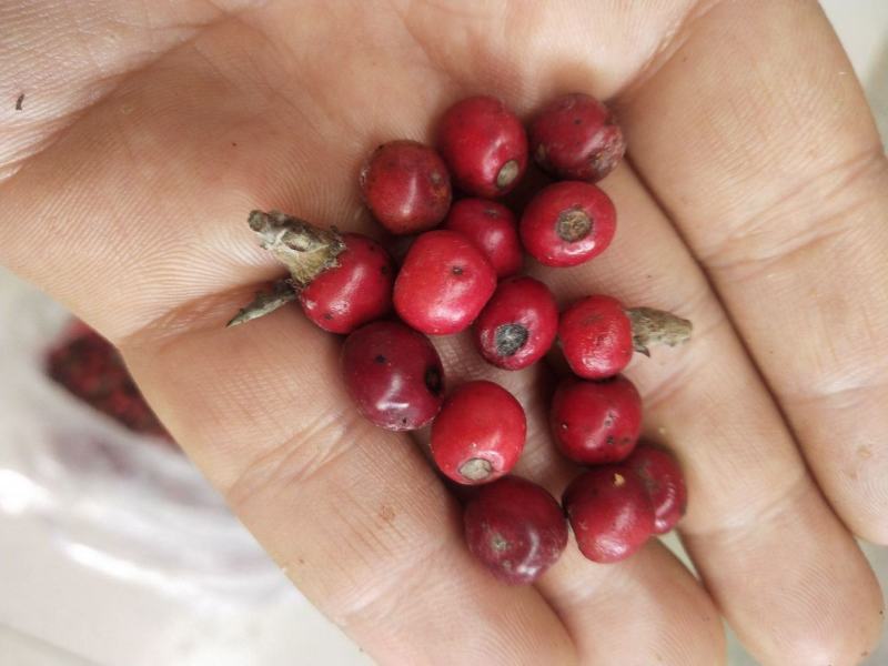 老鹰茶种子。茶籽。需要联系。。。。。。。。