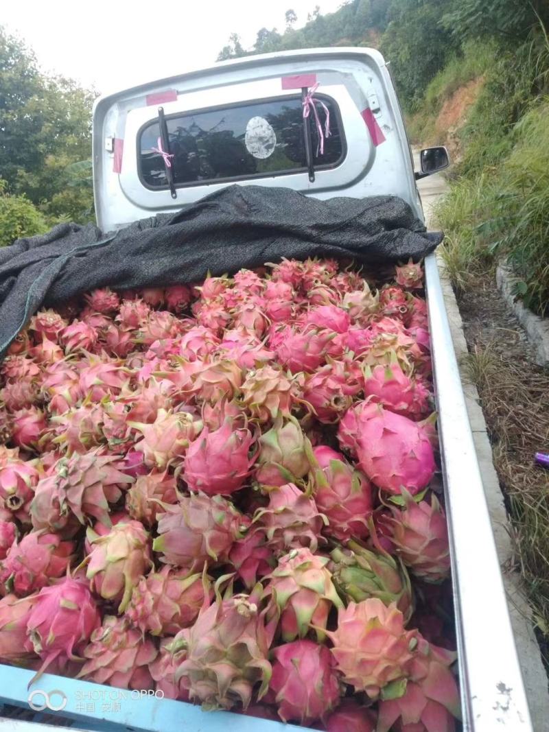 贵州安顺关岭红心火龙果