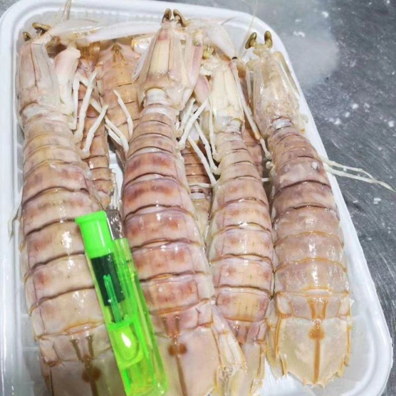 本港活煮皮皮虾熟冻濑尿虾常年供应各地餐饮门店