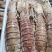 本港活煮皮皮虾熟冻濑尿虾常年供应各地餐饮门店