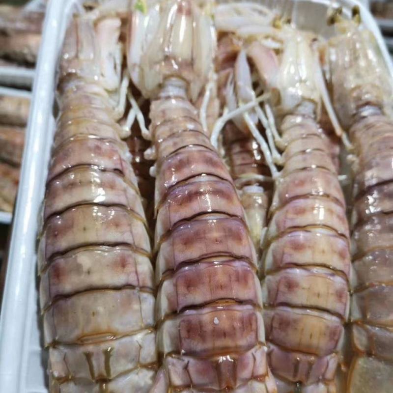 本港活煮皮皮虾熟冻濑尿虾常年供应各地餐饮门店