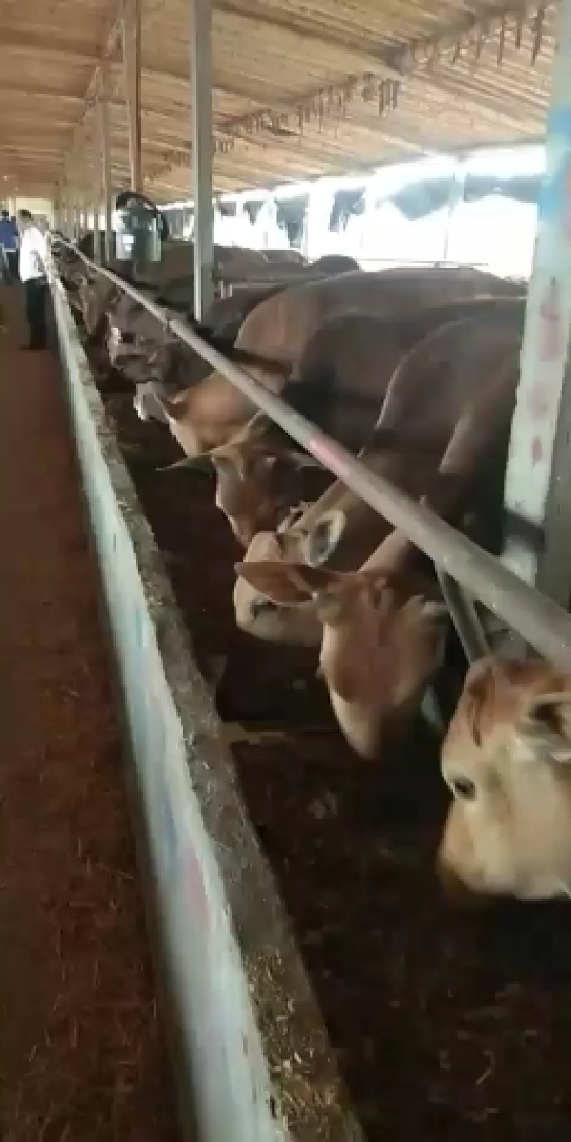 个体养殖场户，自养自锁