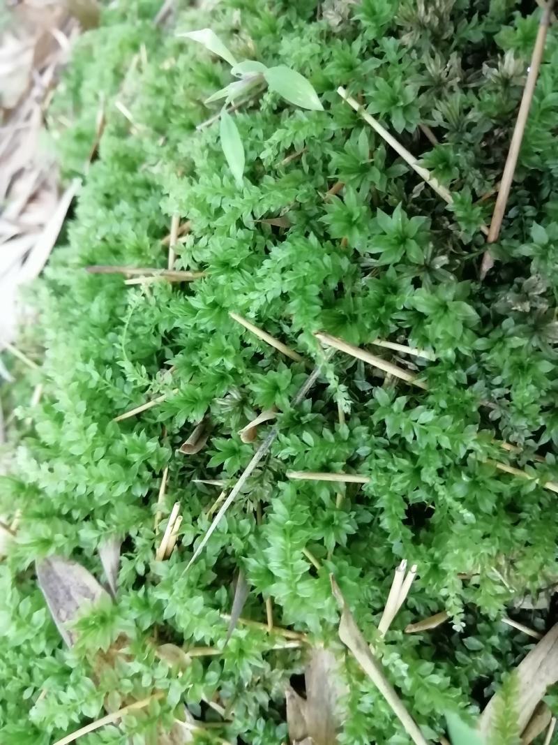 大灰藓及其他藓